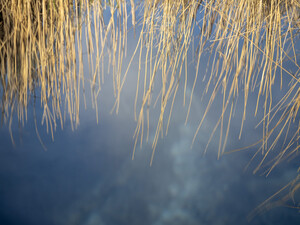 Reflections