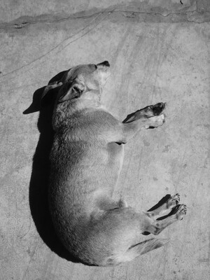 Dogs